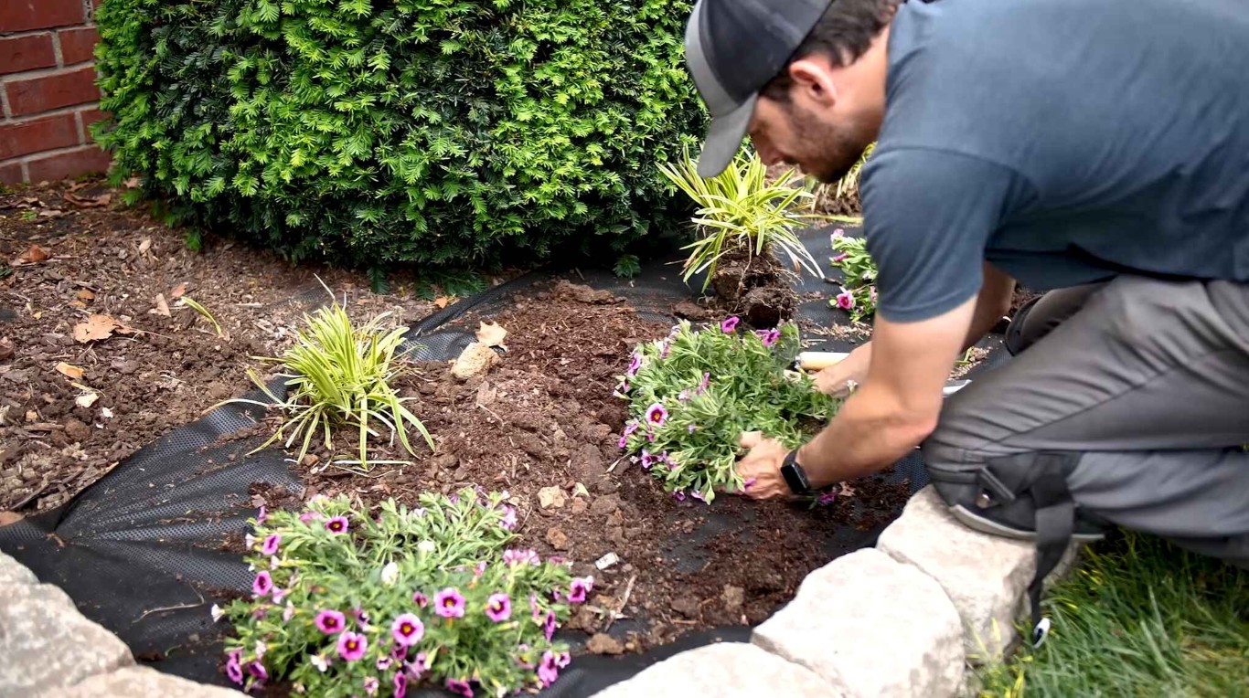 Professional landscaper planting colorful flowers in a mulched garden bed in El Centro, CA